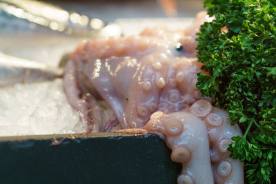 Close-up of octopus