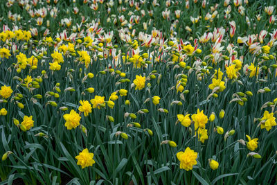 Full frame shot of yellow flowering plants