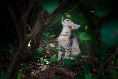 Squirrel sitting on a field