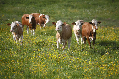 Herd of cows on