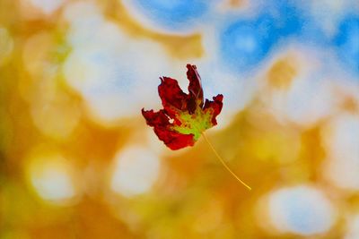 Close-up of red leaf on plant