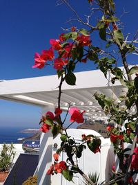 Close-up of pink flowering plant against clear sky