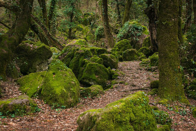 Scenic view of forest
