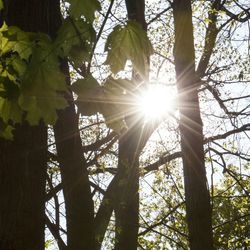 Sun shining through trees