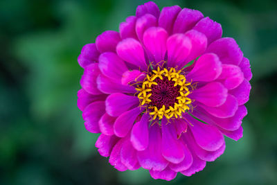 Close-up of pink flower