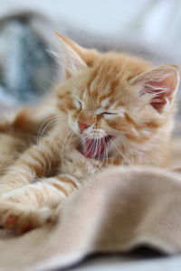 Close-up of cat resting