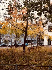 Trees in city during autumn