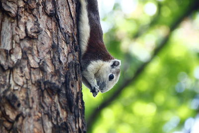 Close-up of squirrel on tree trunk