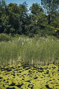 Plants growing in field