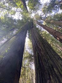 Low angle view of trees in forest