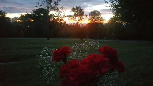 Red flowers growing in field