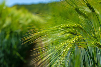 Close-up of wheat growing on field