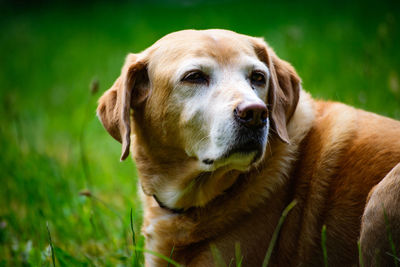 Close-up portrait of dog