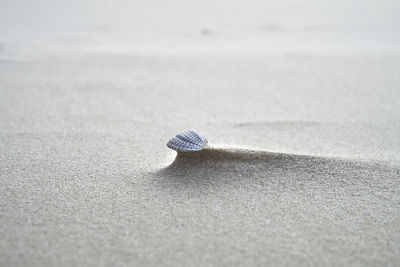 Close-up of seashell on sand