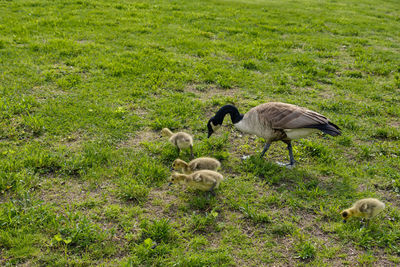 View of birds on field