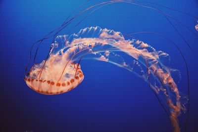 Close-up of jellyfish swimming in sea