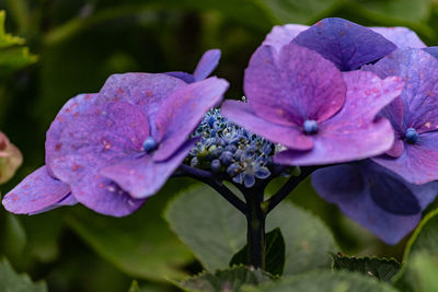 Close-up of purple flowering plant