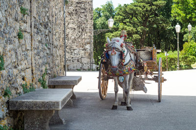 View of a horse on the wall