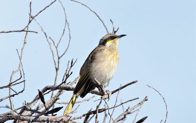 Low angle view of bird perching on branch against sky