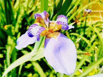 Close-up of purple iris blooming outdoors