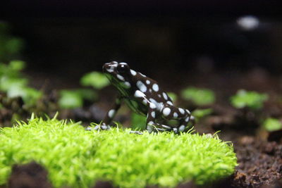 Close-up of butterfly on plant