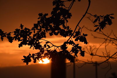 Silhouette of trees at sunset