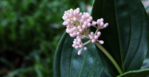 Close-up of pink flowering plant