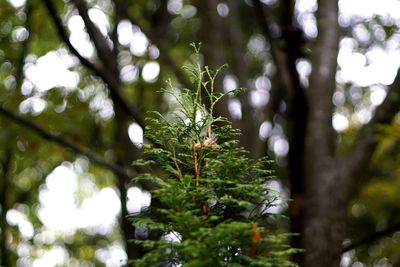 Low angle view of tree branches