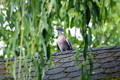 Bird perching on roof