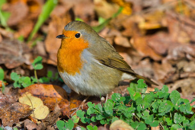 Close-up of a robin