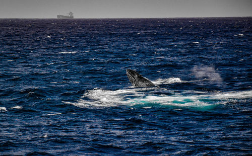 View of whale swimming in sea