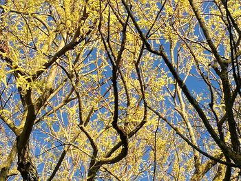 Low angle view of tree against sky