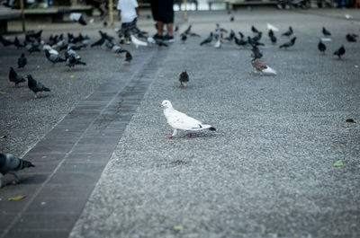 Flock of pigeons perching on footpath