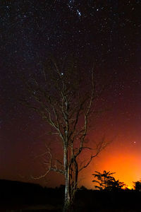 Silhouette trees against sky at night