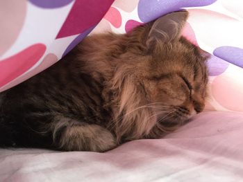 Close-up of cat sleeping on bed