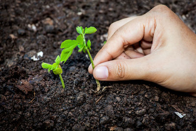 Cropped hand of woman holding seedling