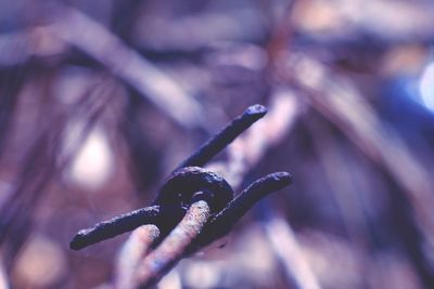 Close-up of snow on plant