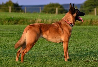 Dog on grassy field