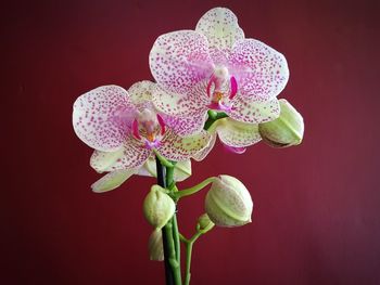 Close-up of flower blooming against red background