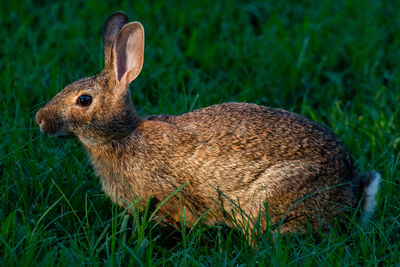 Close-up of rabbit on field