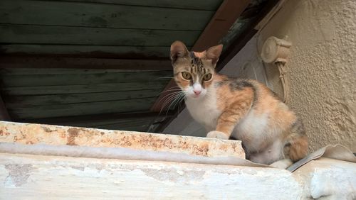 Low angle view of cat sitting against wall