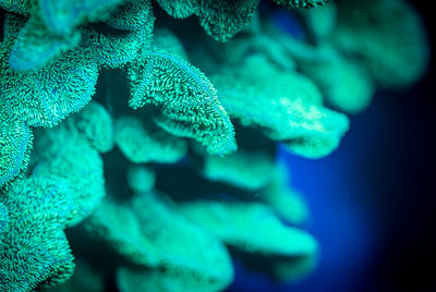 Close-up of coral in sea