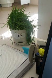 High angle view of potted plant on table at home