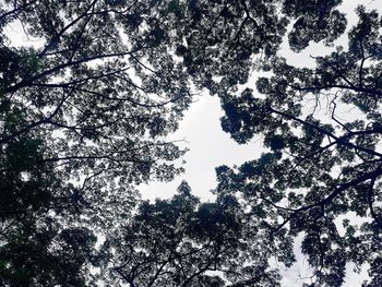 Low angle view of tree branches against sky