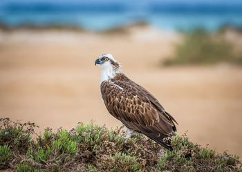 Osprey     