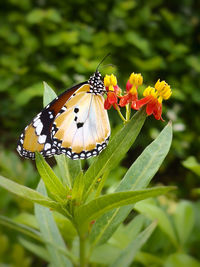 Close-up of butterfly pollinating on flower