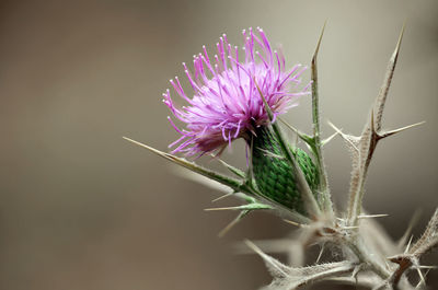 Close-up of purple flowers