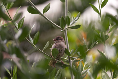 Close-up of bird perching on plant