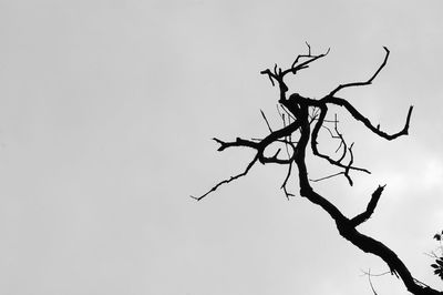 Bare tree against clear sky