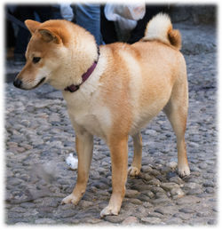 Close-up of dog